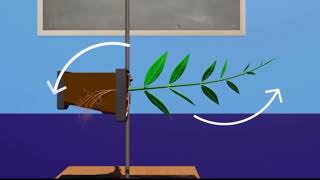 CH 16 LEC 26 BIO PARATONIC AND NASTIC MOVEMENTS IN PLANTS [upl. by Ahsatel]