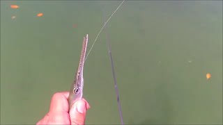 Needlefish Fishing with Circle Hook and Penfishingrodscom [upl. by Cally]