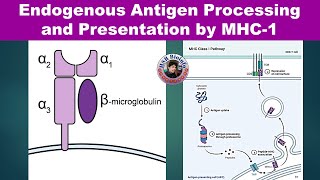 Endogenous Antigen Processing and PresentationMHC1  Cytosolic Pathway  Immunology  HSR Bioinfo [upl. by Ahsap561]