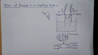 Rise of liquid in a capillary tube Class 12 Physics MH State board [upl. by Roger924]