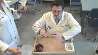 Heart dissection video demonstration [upl. by Ylecic]