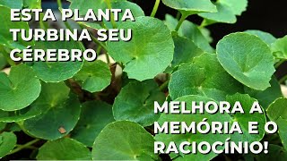 Esta planta medicinal turbina seu cérebro melhorando memória e raciocínio [upl. by Ardnek453]