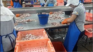 SURIMI PROCESSING HOW TO CUT FISH FOR OPTIMIZING SURIMI QUALITY [upl. by Tabib]