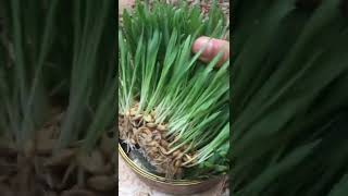 How To Grow Barley grass at Home [upl. by Glennie139]