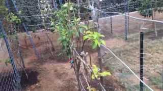 High Density Espalier Gardener  How to build a Metal Trellis 032315 Part 2 [upl. by Innaig777]