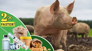 Three 3 ways to make PIG grow 2× faster  Pig farming in Nigeria [upl. by Anam950]