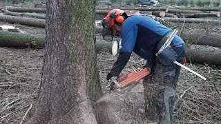 THE BEST FELING OF THE TREE WITH A CHAINSAW THE BEST CHAIN SAW CHANNEL [upl. by Nospmis]