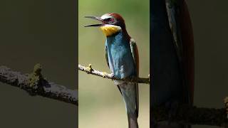 European beeeater Merops apiaster [upl. by Bethezel340]