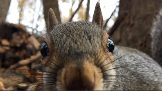 UpClose View of Forest Critters Squirrels Songbirds Crows Woodland Birdsong Birdwatching For Cats [upl. by Macintosh]