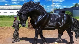 These Are 10 Most Beautiful Rarest Horses  Rare Species of Horses [upl. by Inna]