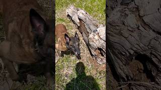 Dog finds human muscle malinois workingk9 searchandrescue [upl. by Llemej]