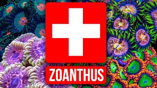 The Zoanthus Troubleshooting Guide [upl. by Ayotak]