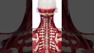 The Human Muscle System A Powerhouse of Movement anatomy medical [upl. by Irt]