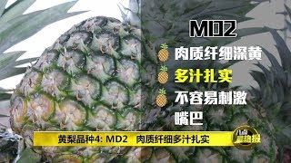 Prime Talk 八点最热报 28102018  MD2黄梨搭上中国列车为马来西亚“带旺来” [upl. by Artemed759]