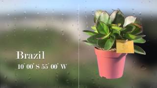 Peperomia clus Red Margin  Palermo Prestige [upl. by Howlond182]