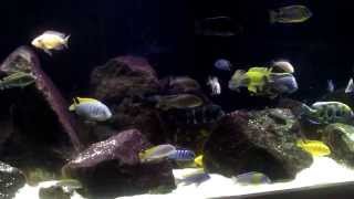 Cichlid tank  update [upl. by Cathie826]