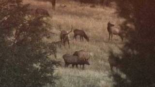 Bull Elk Sounds Bugles Barks Grunts and More [upl. by Eseilana]