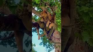 Elephant attacks lion in treeanimals wildlife wildanimals foryou fyp [upl. by Anigger]