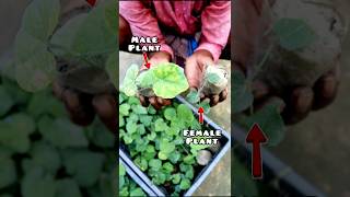 Plant 1 Male for 9 Female Pointed Gourd Plants shorts [upl. by Atiuqehc]