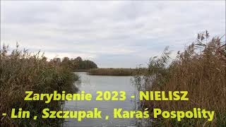 Nielisz 2023  Zarybienie  Lin Karaś Pospolity Szczupak [upl. by Illac]