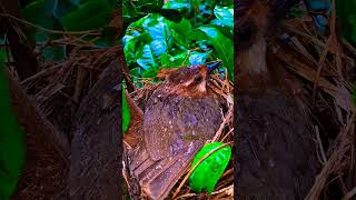 The chucao tapaculo is a species of bird in the family 🐦 shorts wildlife beautifulbirds animals [upl. by Cari]