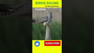 Cukoo Call  Cuckoo Sound shorts cuckoo [upl. by Eustashe]