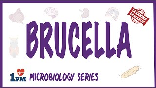 Brucella  Pathogenesis Causes Symptoms Treatment [upl. by Garin499]