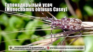 Тупонадкрылый усач Monochamus obtusus Casey [upl. by Margette]