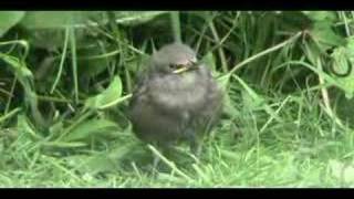 Baby Starlings Fledglings [upl. by Earleen]