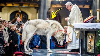 Lobo Invade Igreja Padre Decidiu Seguir o Lobo e Caiu em Lágrimas Pelo Motivo [upl. by Rocky]