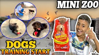 Dog Training  Dog Training Video  puppy training  Hq Pets Vlog [upl. by Llenrod]