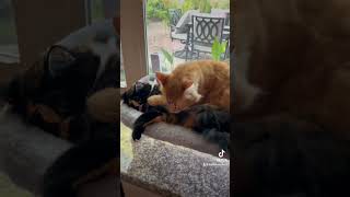 One cat per bed please🤣 subscribe cat shortvideo shorts short [upl. by Rednirah892]