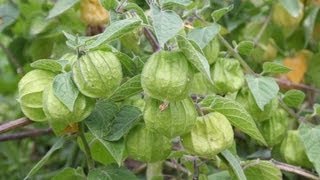 Useful Plant  Ground Cherry [upl. by Alicul206]