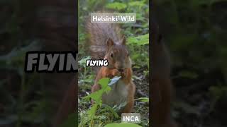 Uusimaa Wildlife Wonders Finland park tour naturepark [upl. by Ozzie225]