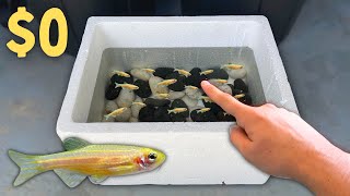 BREEDING 1000s of GOLD Danios in Foam Boxes [upl. by Rucker]