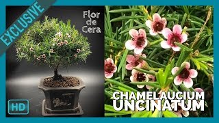 Bonsai Flor de Cera Chamaelacium Uncinatum [upl. by Belita146]