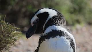 Pinguins em ambiente natural na Pinguineira Punta Tombo Chubut Argentina [upl. by Idonna]