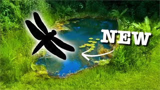 Building a Wildlife Pond Part 2 New Birds and More [upl. by Eaneg]