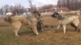 Kangal vs 2 Caucasian Ovcharka Here is The Proof Who is the Best [upl. by Anaidiriv607]