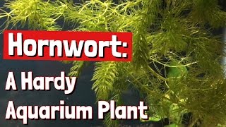 Hornwort A Hardy Aquarium Plant [upl. by Nirat]