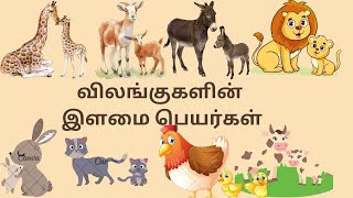 விலங்குகளின் இளமைப் பெயர்கள்விலங்குகளின் பெயர்கள்animals nameanimals bet name [upl. by Federico]