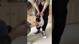 Dog makes funny noises while taking medication in Anhui China [upl. by Annahsad]