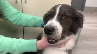 Cranial nerve exam on a dog  Rabies suspect [upl. by Hootman302]