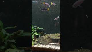 Cyprichromis leptosoma attacking the new Aquarium Coop Magic Feed [upl. by Rieger]