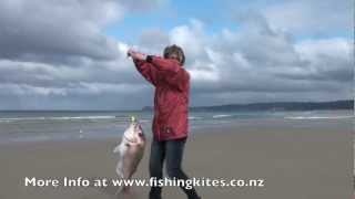 Kitefishing from the Shore  Uretiti Beach Fishing [upl. by Lawtun]