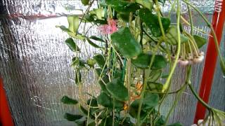 A Visit with Hoya rotundiflora [upl. by Stokes]