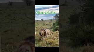 Kijana male lion calling his brother Olcore [upl. by Alesiram]