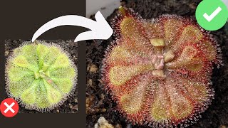 TOP 7 Beginner Mistakes When Growing Sundews Drosera Care  Tips [upl. by Tuesday]