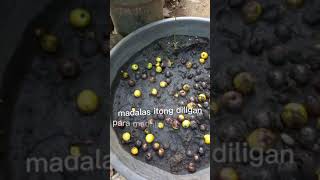 Simple and easy step of planting Gmelina tree [upl. by Grady302]