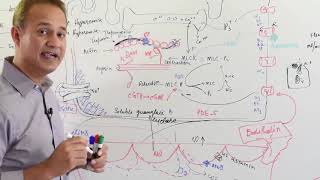 Physiology of Nitric Oxide  Cardiovascular System [upl. by Ameer]